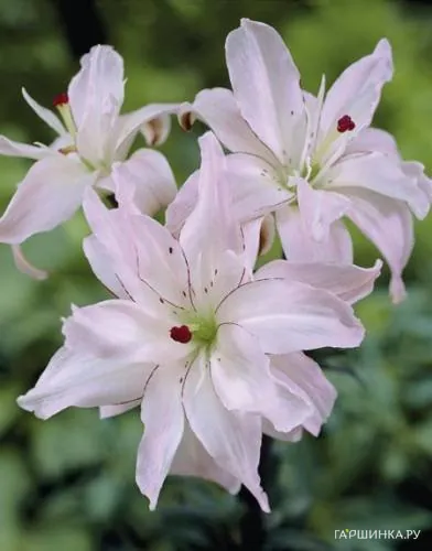 Лилия Сприн Пинк азиатская махровая/ 2шт