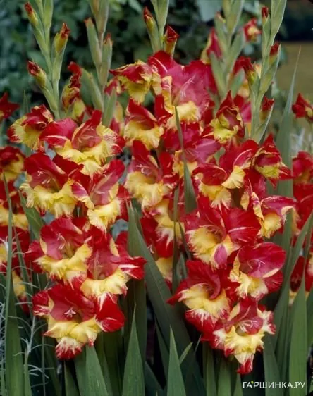 Гладиолус Стререо 5шт.