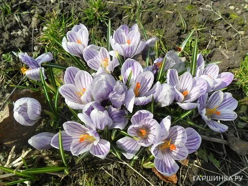 Крокус Стрипт 10шт