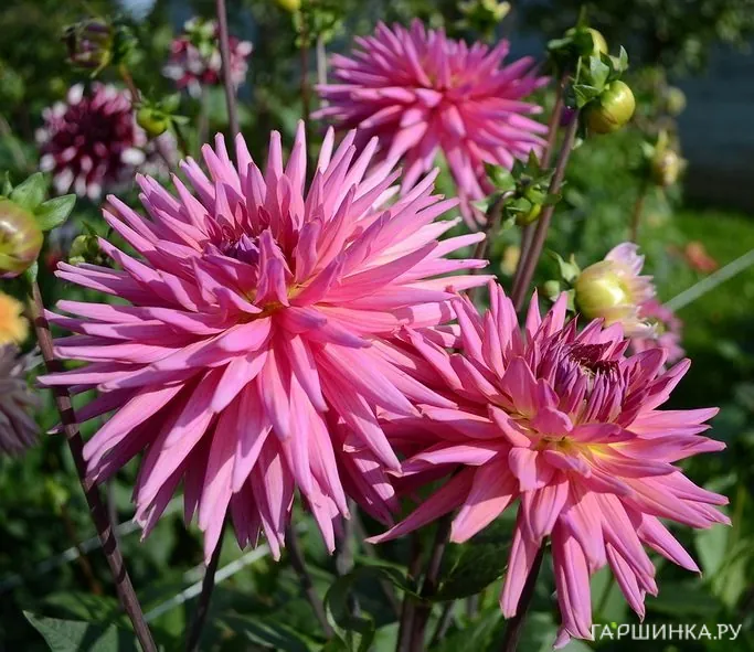 Георгина Шугар Даймонд кактусовидная