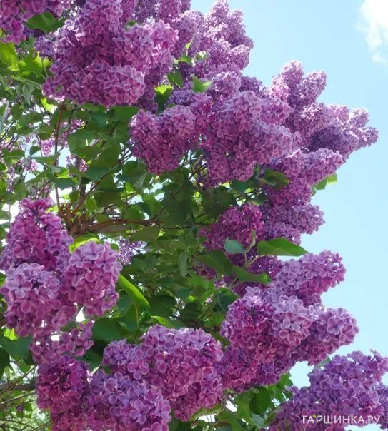 Сирень Сумерки