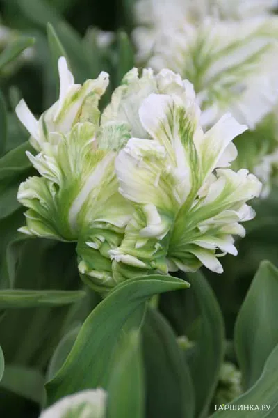 Тюльпан Супер Пэррот попугайный 5шт