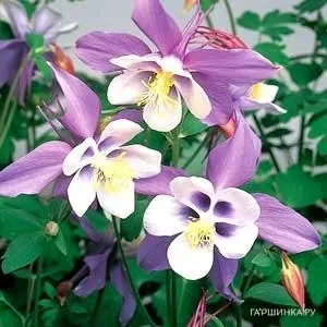 Аквилегия гибридная Сван Лавендер