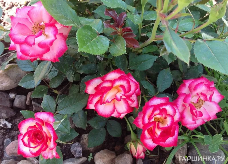 Роза Свит Симфони миниатюрная, Imperial Rose