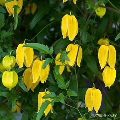 Клематис (Ломонос) тангутский (1)