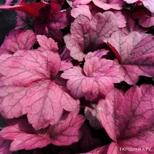 Гейхера Джорджия Плам