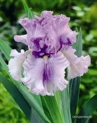 Ирис бородатый Таймскейп