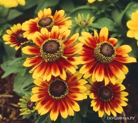 Рудбекия Тото Рустик