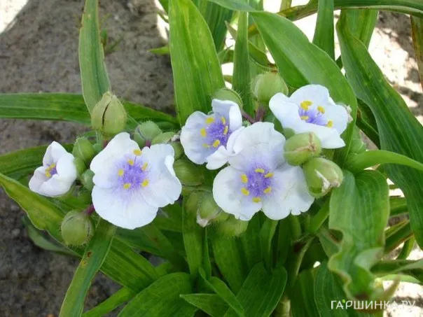 Традесканция Angel Eyes