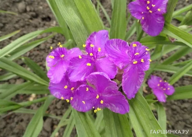 Традесканция Конкорд Грейп