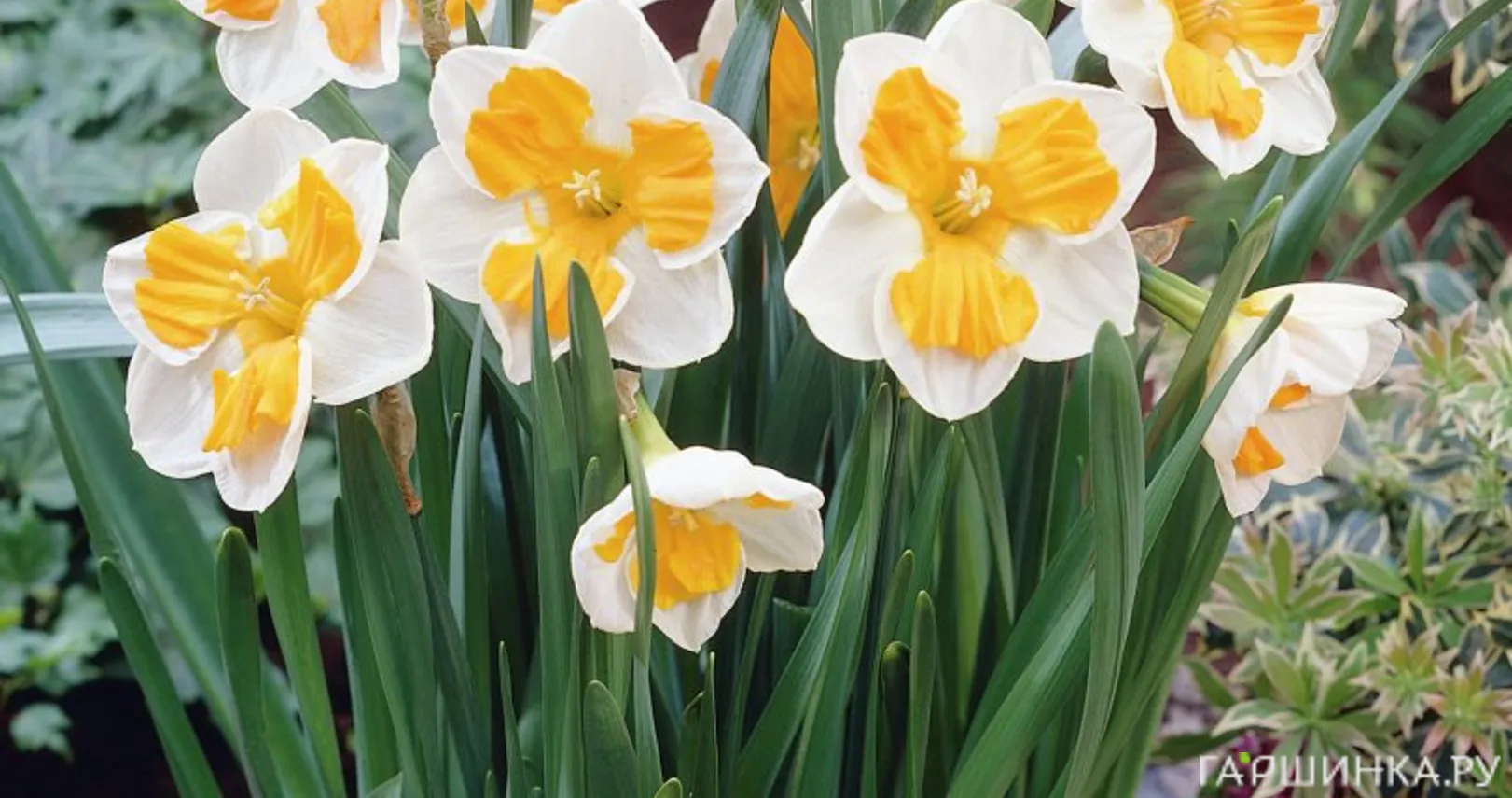 Нарцисс Триколлет гофрир.коронка 5шт.