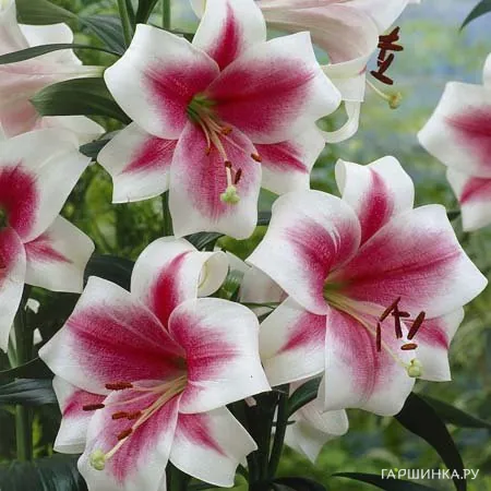 Лилия Триумфатор лонгифлорум /2шт