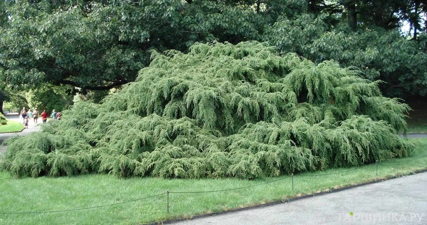 Тсуга канадская