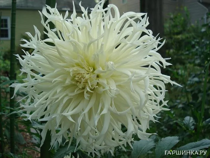 Георгина Цуки Йори Но Шиша бахромчатая