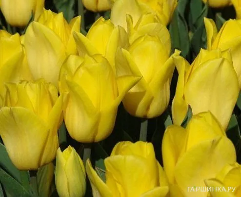 Тюльпан Баллада Голд 5шт.