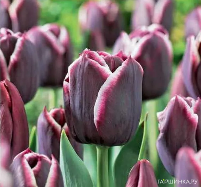 Тюльпан Джэкпот триумф 5шт