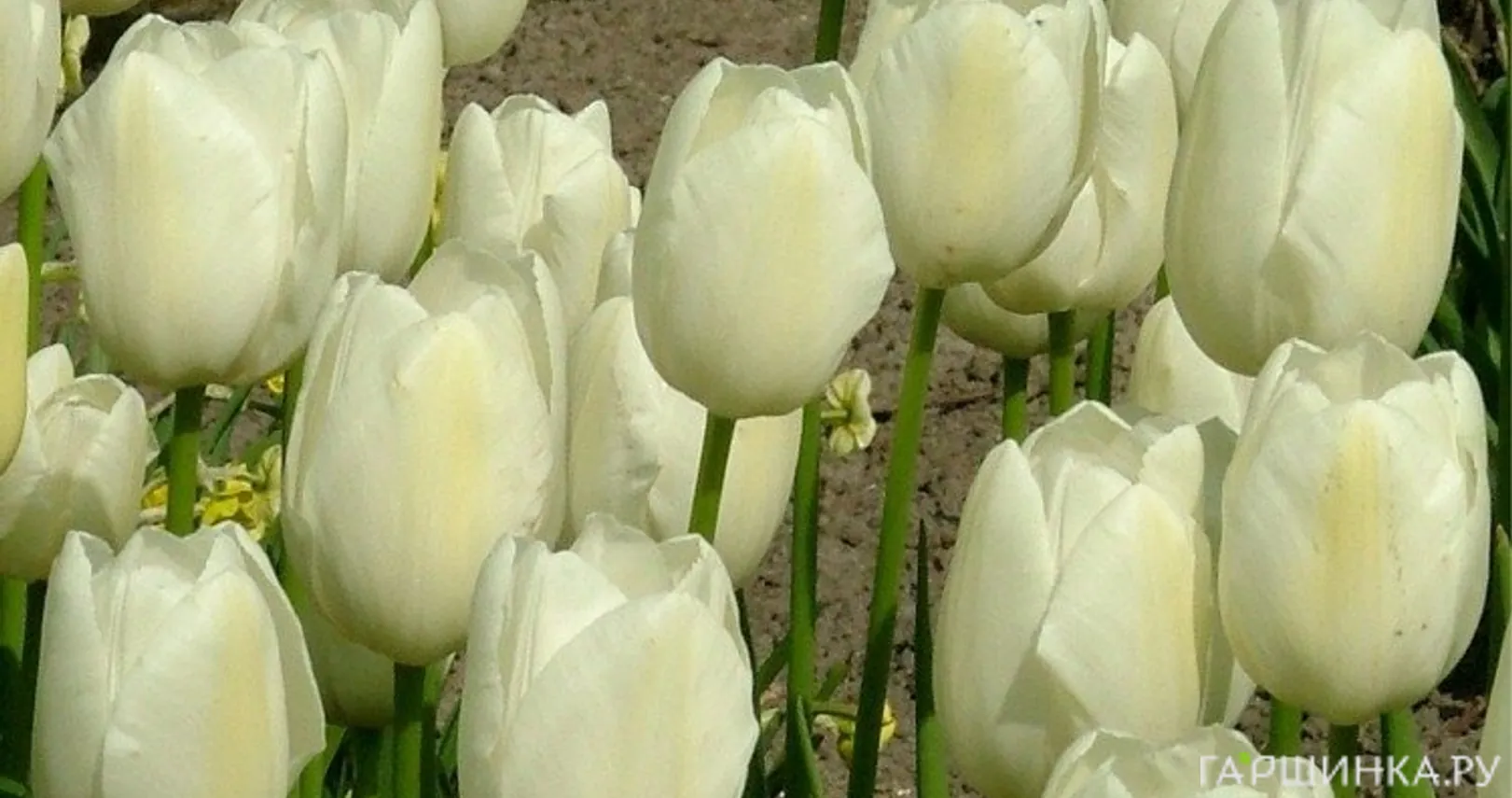 Тюльпан Маурин простой поздний 5шт.