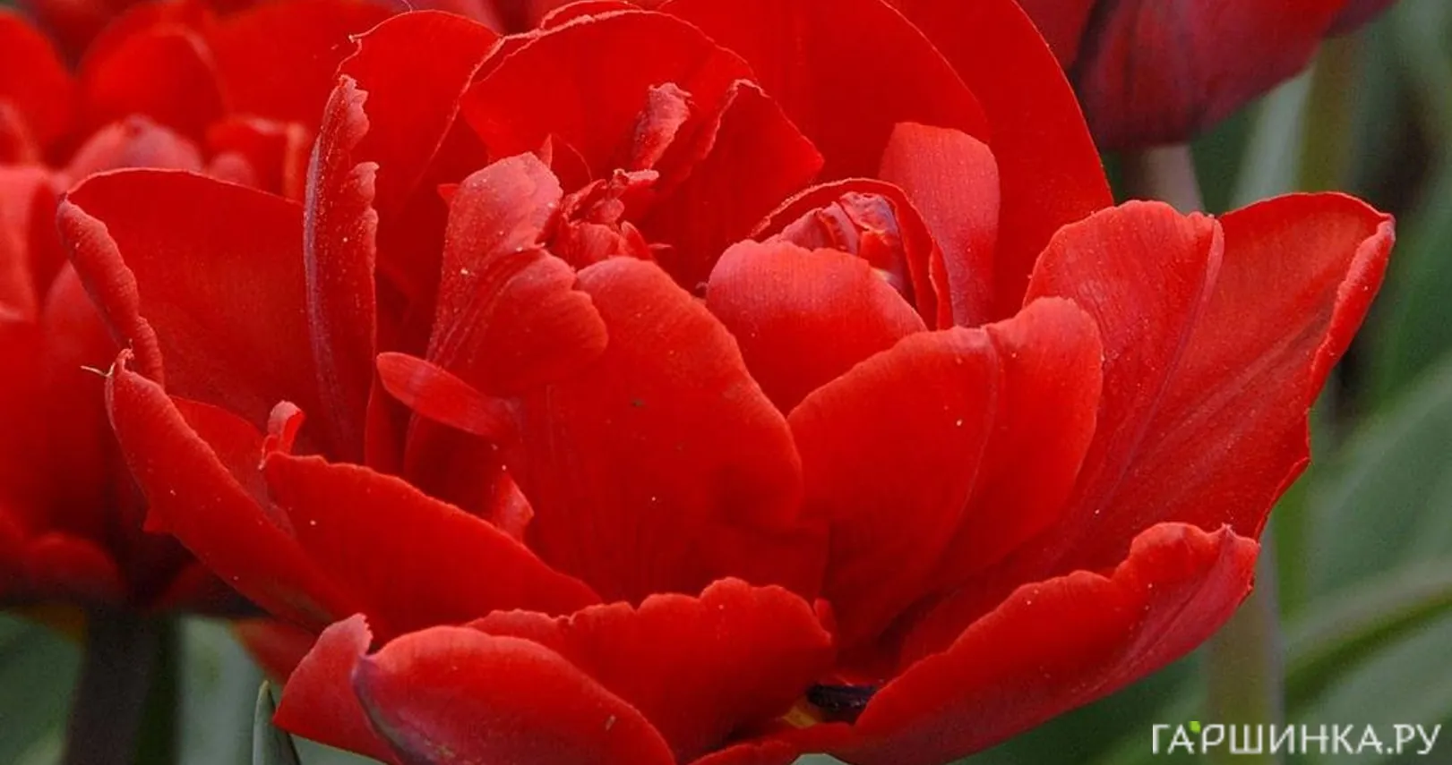 Тюльпан Ред Принцесс махровый 5шт