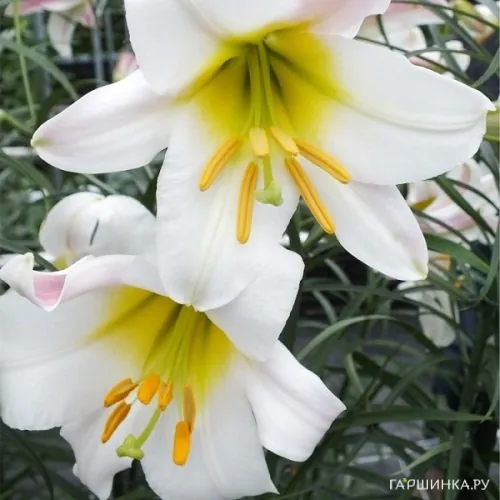 Лилия Вайт Пленет трубчатая