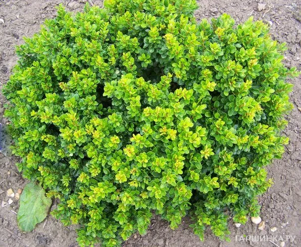 Барбарис Тунберга Кобольд