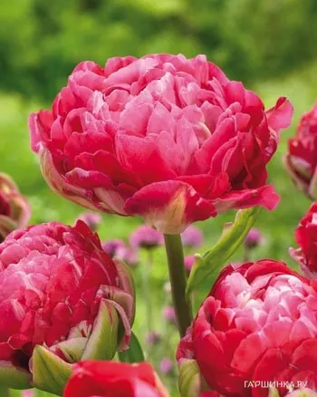 Тюльпан Ап Пинк махровый 5шт