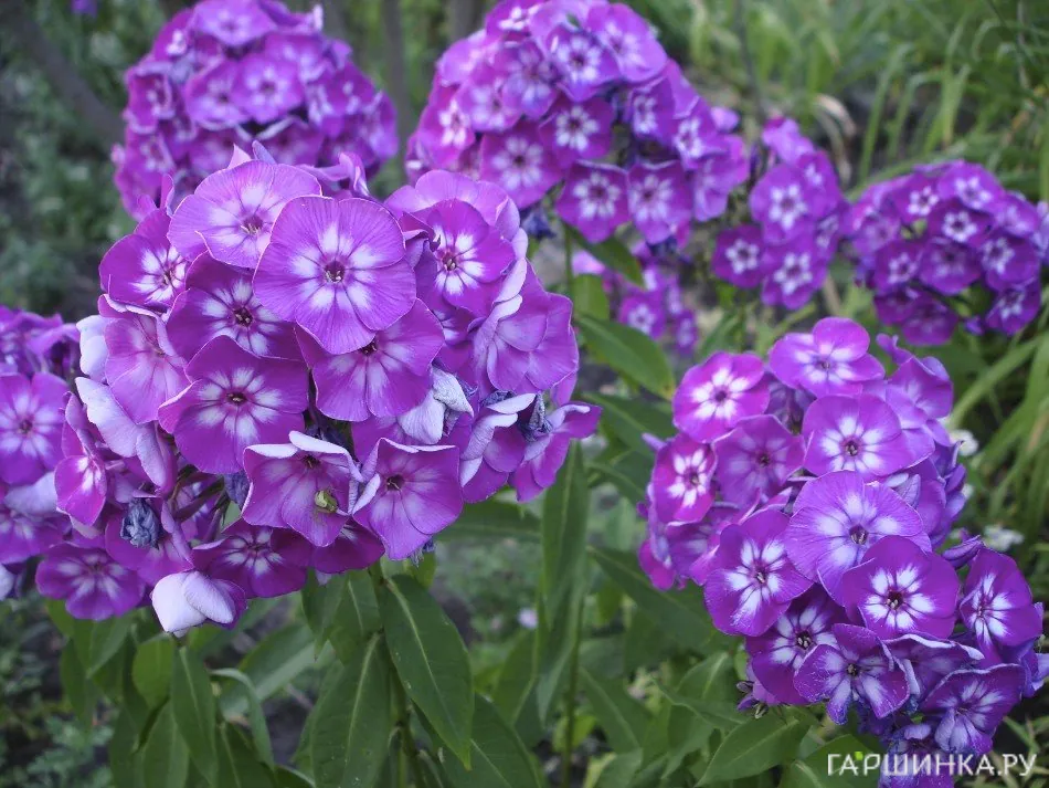 Флокс Успех метельчатый