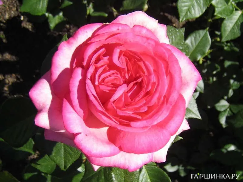 Роза Велета чайно-гибридная Imperial Rose