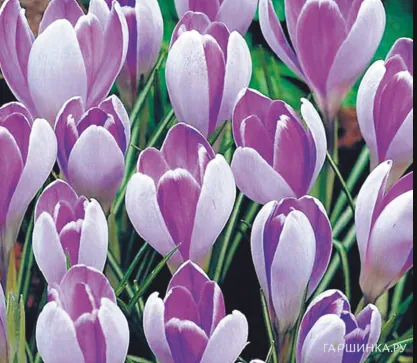 Крокус Вангард 10 шт