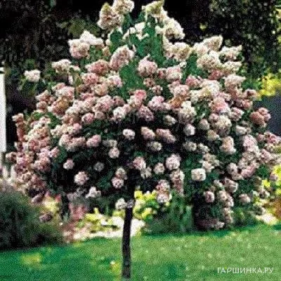 Гортензия на штамбе Ванила Фрайз 80см