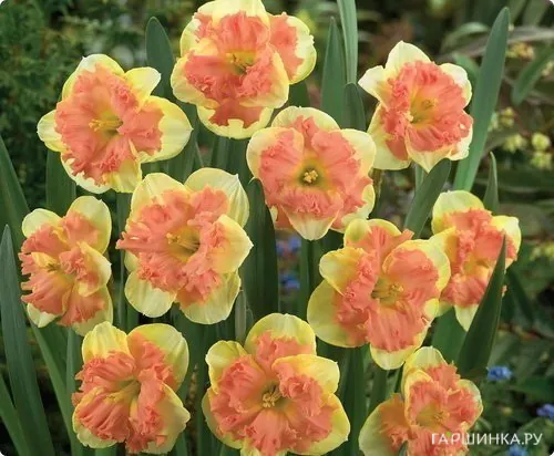 Нарцисс Ванилла Пич гофрир.коронка 5шт.