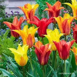 Тюльпан Вендеглоб лилиецветный 5шт