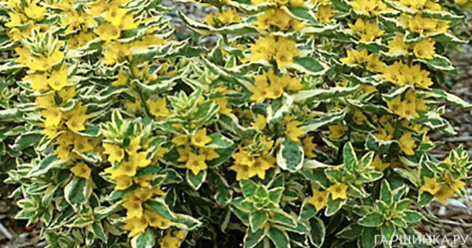 Вербейник точечный Александр