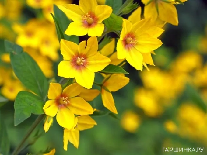 Вербейник обыкновенный