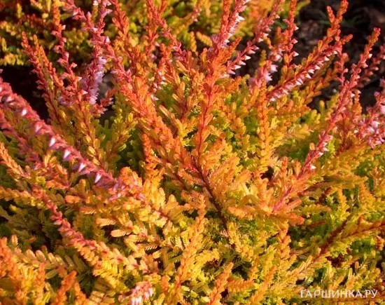 Вереск Orange Queen