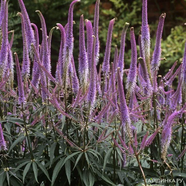 Вероникаструм виргинский Фасцинейшн