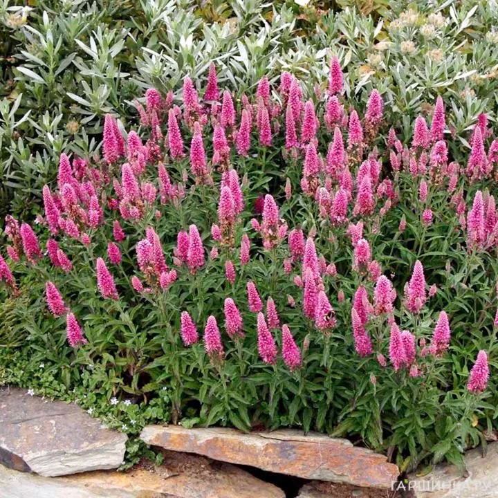 Вероника Хайдекинд