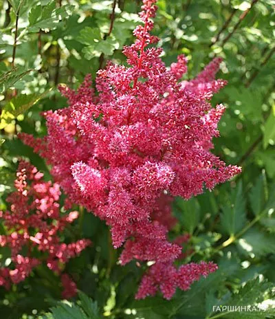 Астильба японская Везувиус