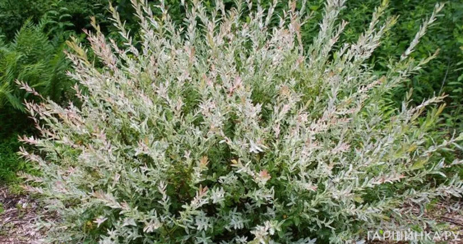 Ива Хакуро Нишики (розовые листья)