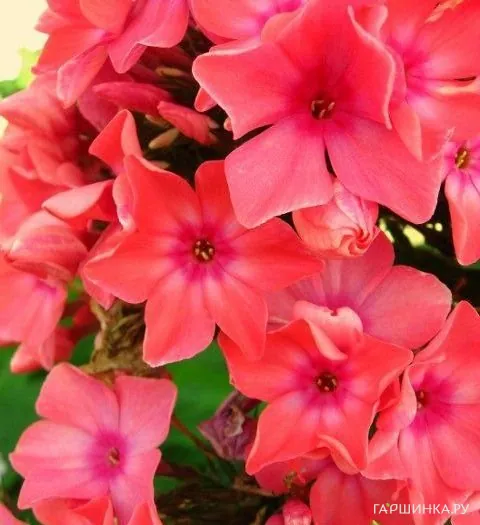 Флокс Виндзор метельчатый