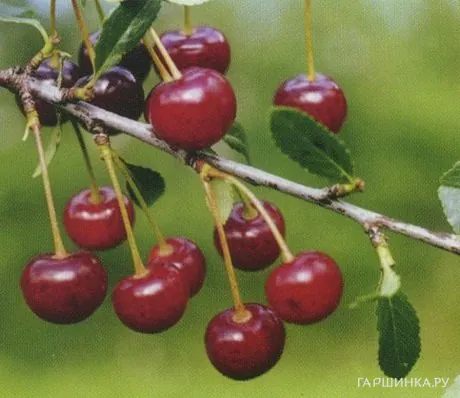 Вишня Горьковская