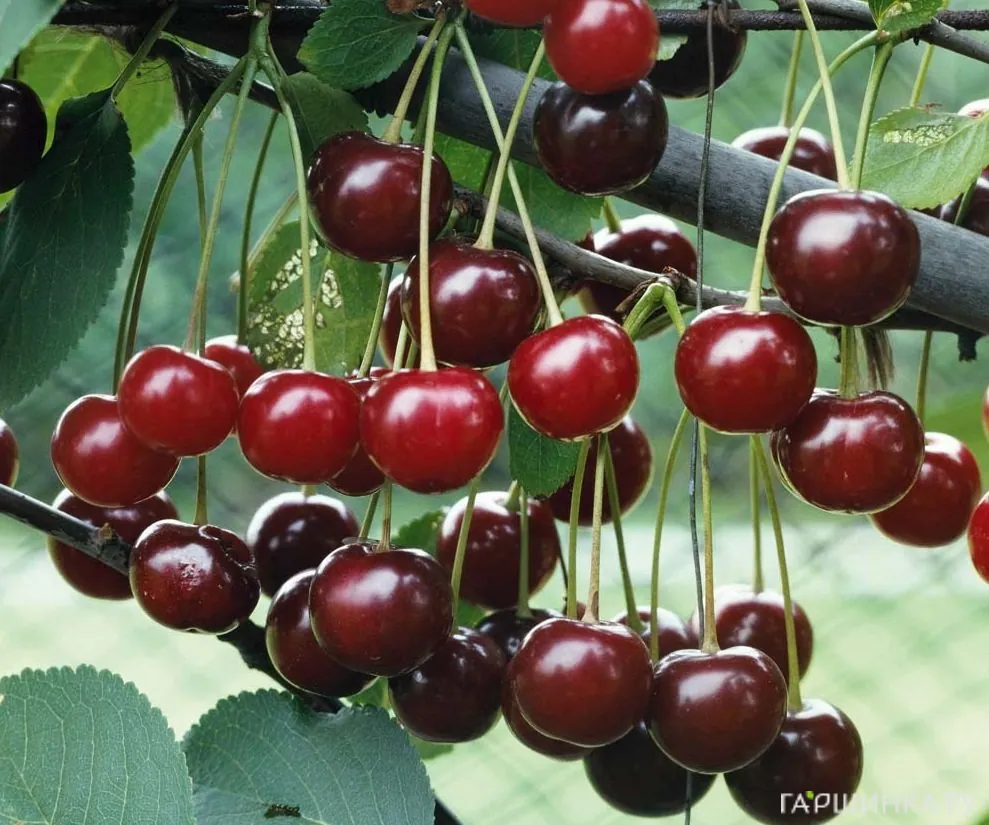 Вишня Волочаевская