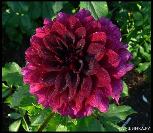 Георгина Ву Ду декоративная