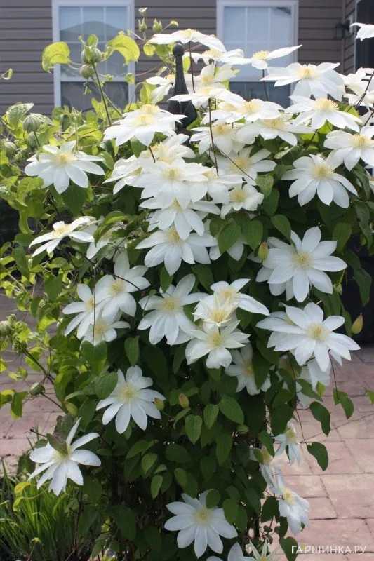 Клематис Вадас Примроуз крупноцветковый (2)