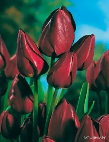 Тюльпан ВоллФлауэр многоцветковый 5шт.