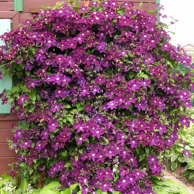 Клематис Варшавска Найк крупноцветковый (2)