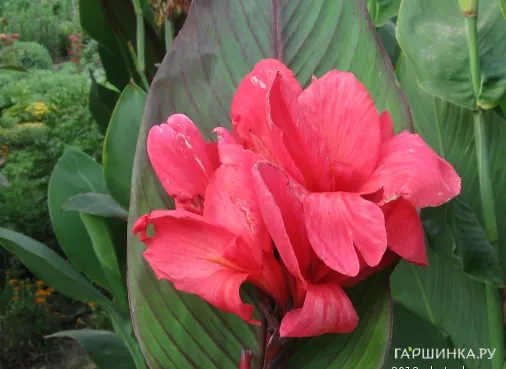 Канна Ватермелон