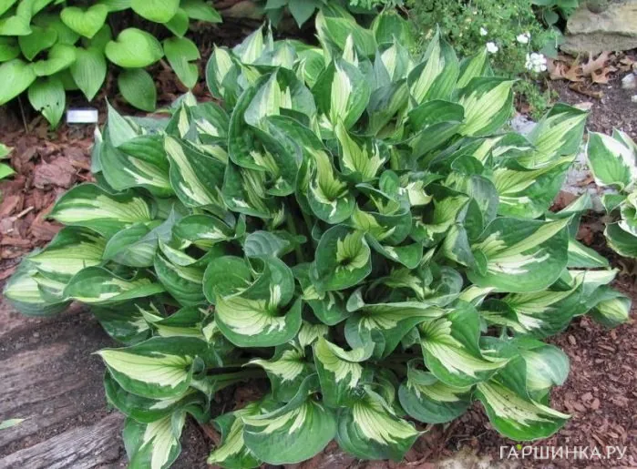 Хоста Вирлвинд (SM)