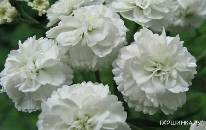 Гвоздика Вайт