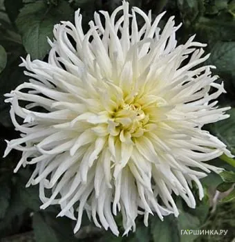 Георгина Вайт Стар кактусовидная