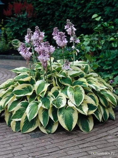 Хоста Вайт Брим (ML)